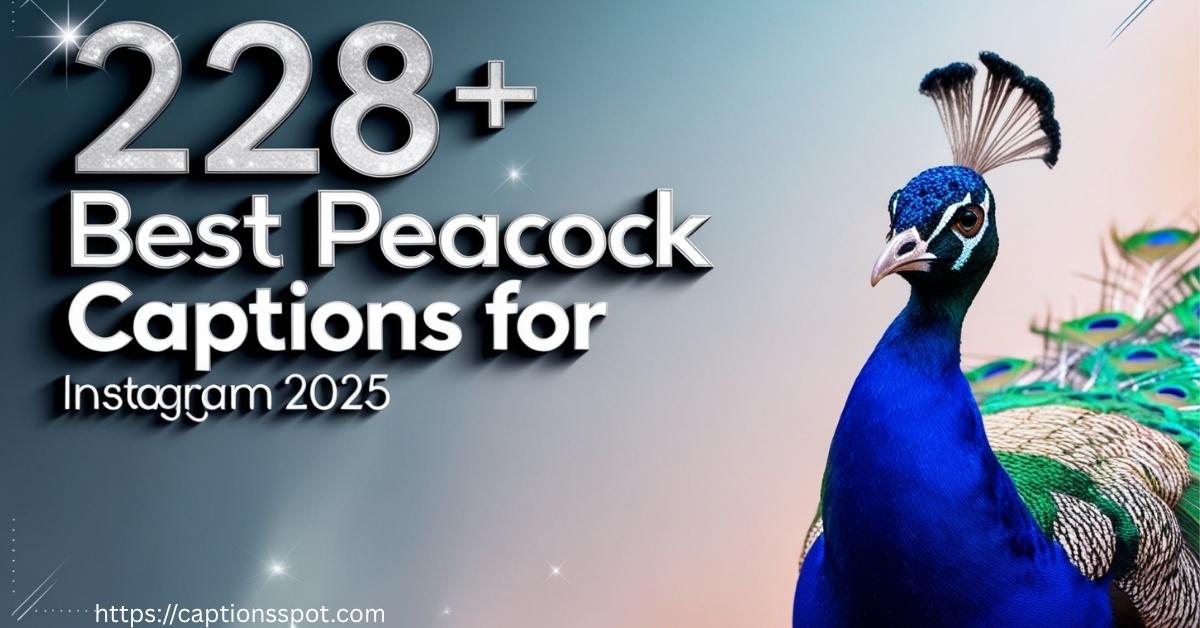 228+ Best Peacock Captions Featured Image